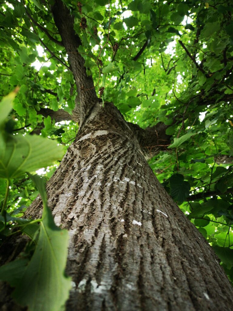 tree, leaves, foliage, nature, tree, tree, tree, tree, tree