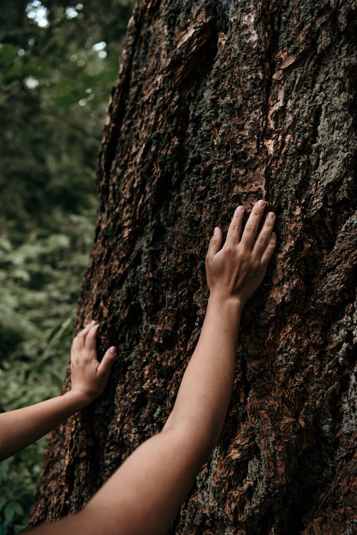 Two hands gently touch a tree trunk in a lush forest, symbolizing connection with nature.
